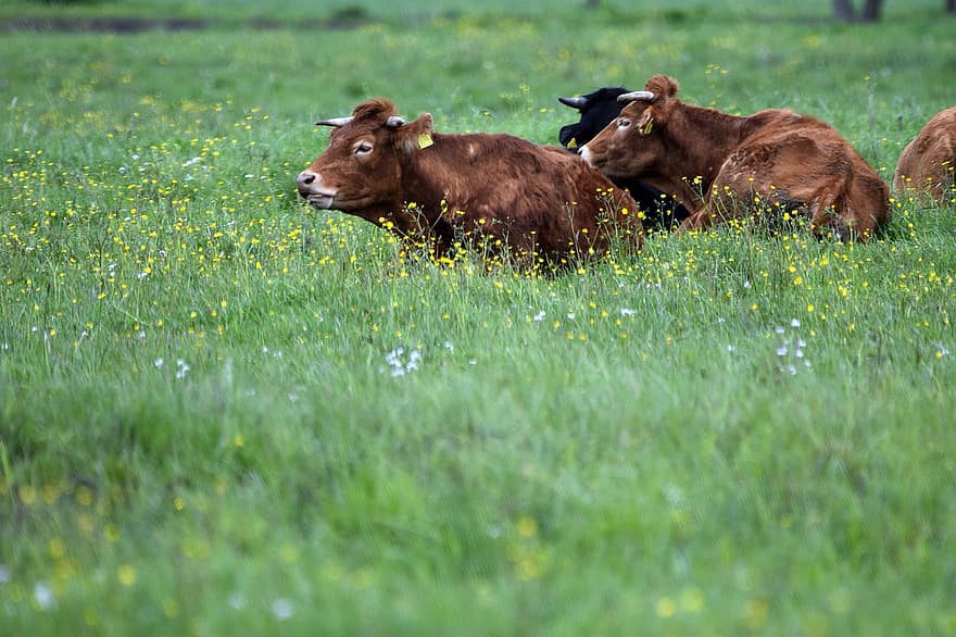 les vaches, bétail, cornes, veau, pâturage, terre, Prairie, herbe, bœuf, taureau, génisse
