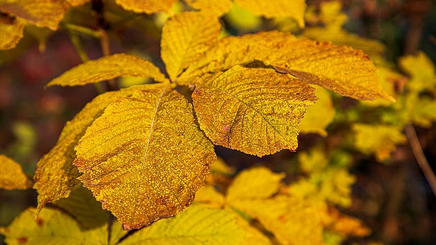 листа, шума, растения, дърво, листа от кестени, есенни цветове, падане, есен, листо, жълт, сезон
