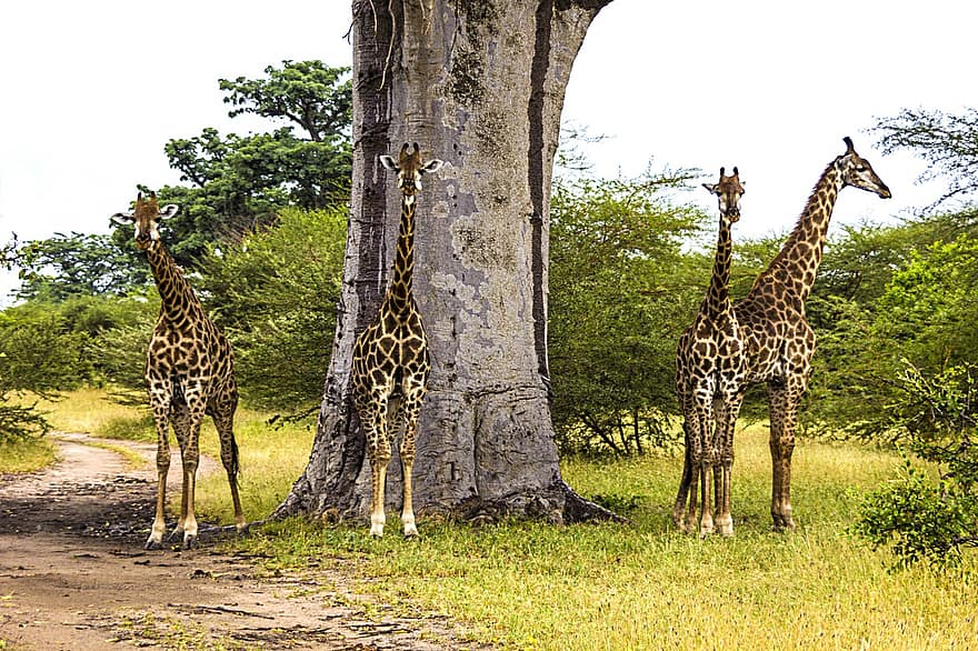 dyr, giraffer, pattedyr, arter, fauna, Afrika, safari