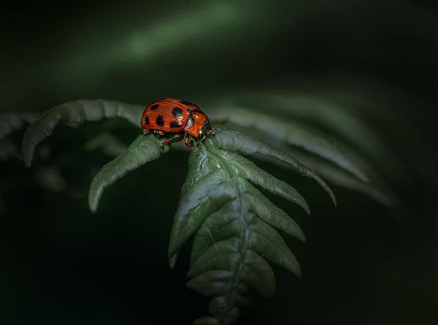 Ladybug, Insect, Ladybird Beetle, Beetle, Red Beetle, Dotted, Dotted Beetle, Nature, Leaf, Fauna, Animal