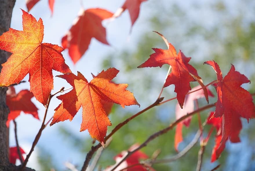 hojas de arce, otoño, naturaleza, temporada