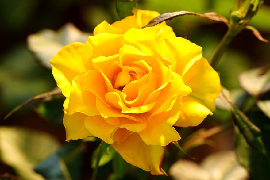 жовта троянда, троянда, квітка, цвітіння троянди, пелюстки, пелюстки троянд, цвітіння, флора, природи