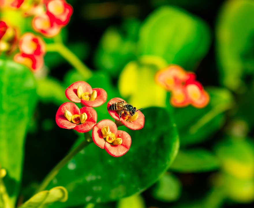 ผึ้ง, แมลง, Euphorbia, มงกุฎหนาม, ดอกไม้, ดอกไม้สีแดง, ปลูก, สวน, ธรรมชาติ