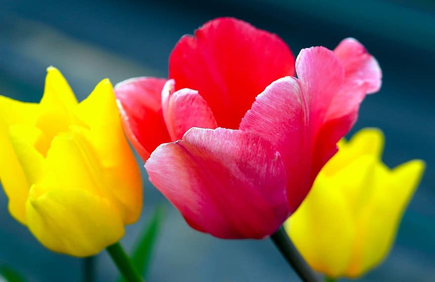 チューリップ、フラワーズ、植物、黄色い花、ピンクの花、花びら、咲く、花、春、フローラ、自然