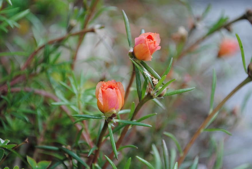portulaca Grandiflora, गुलाब की कलियाँ