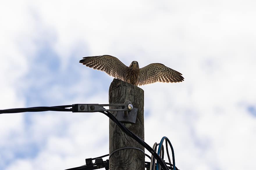 Falcon, Flying, Bird, Wings, Beak, Plumage, Feathers, Avian, Pole, Perched