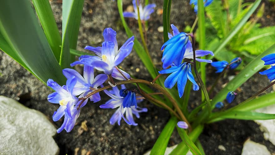 blommor, blåa blommor, trädgård, vår, natur