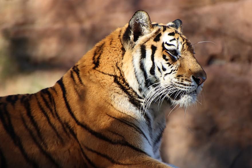 tiger, dyr, Zoo, stor kat, striber, feline, pattedyr, natur, dyreliv, bengal tiger, undomesticated cat