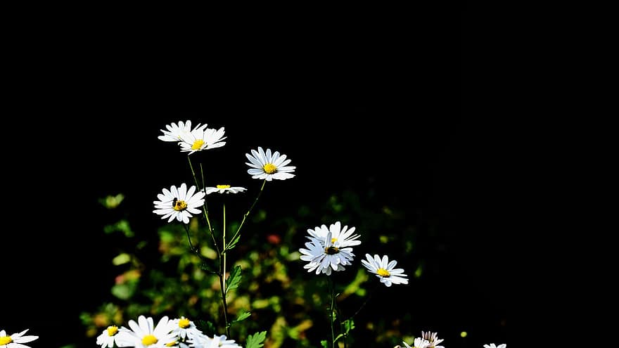 Flowers, Bloom, Blossom, Botany, Plants, flower, summer, plant, daisy, close-up, meadow