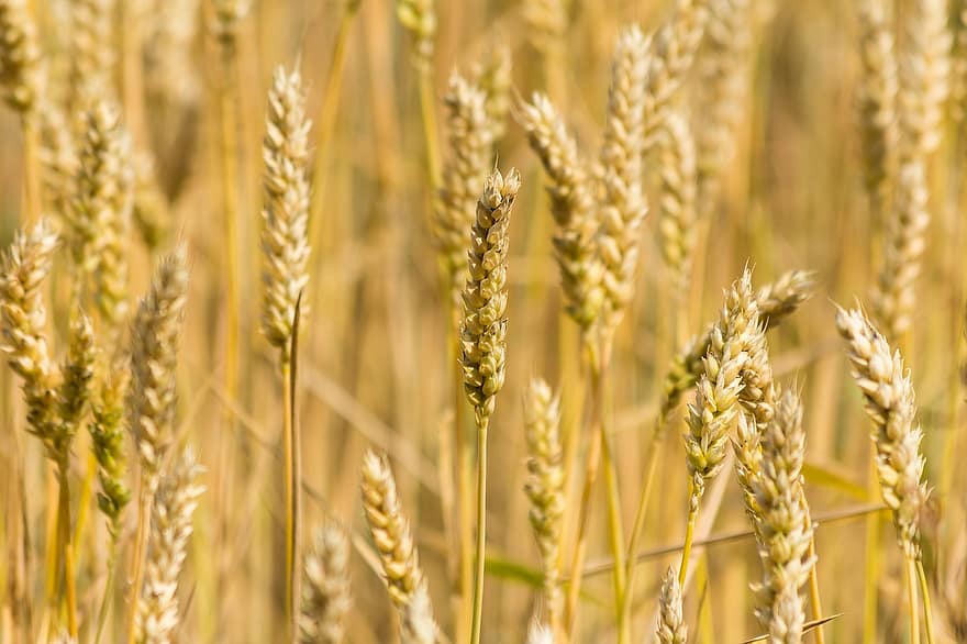 trigo, cereales, grano, campo, agricultura, maizal, campo de trigo, cultivable, verano, comida, planta
