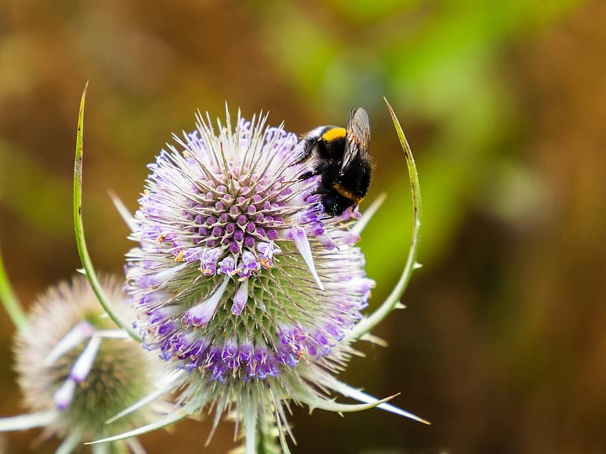 bombus arısı-, devedikeni, böcek, çiçek, Toplamak, nektar, tozlaşma, hayvan, bitki örtüsü, fauna, doğa