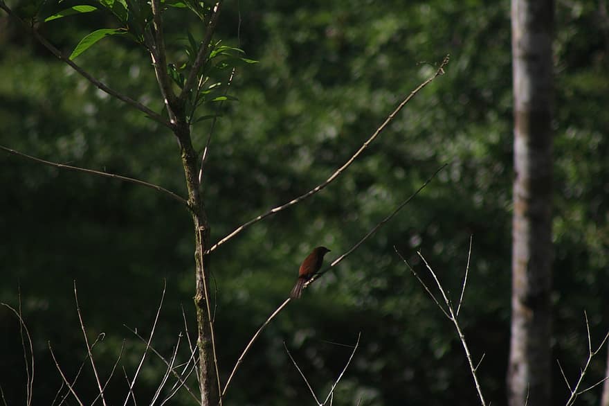 lintu, ornitologia, Amazonin metsä, lintujen tarkkailu, Puut, metsä, luonto