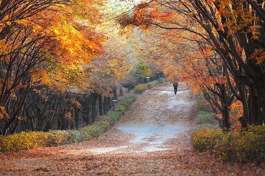 cesta, silnice, muž, park, stromy, listy, podzimní listí