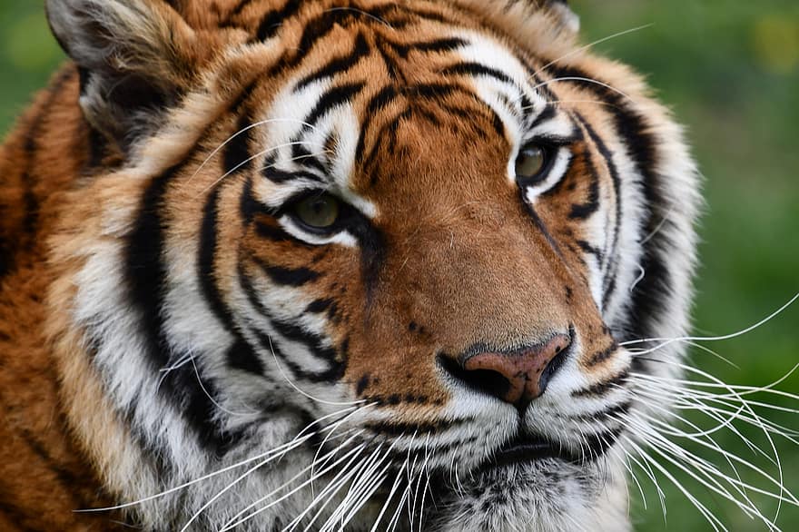 tiger, kødædende, vild kat, rovdyr, dyr, feline, bengal tiger, dyr i naturen, undomesticated cat, stribet, truede arter