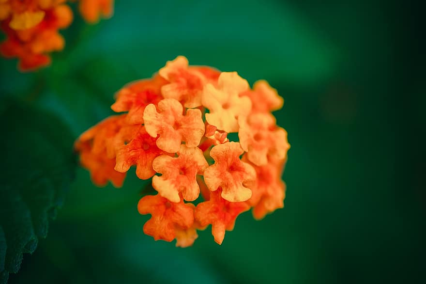 Lantanas, цветя, оранжеви цветя, листенца, оранжеви венчелистчета, разцвет, цвят, флора, растения, природа, едър план