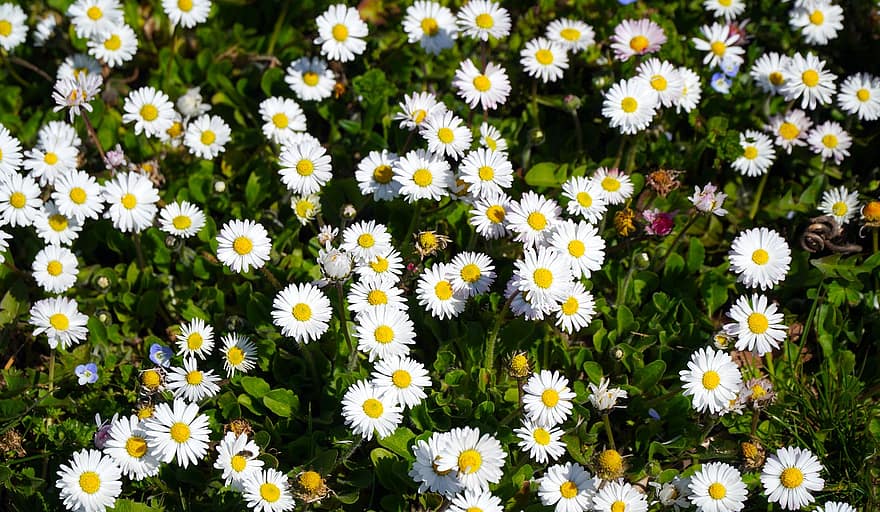 Gänseblümchen, weiße Gänseblümchen, Blumen, weiße Blumen, blühen, Wiese, Frühling, Flora, Natur, Blumenwiese