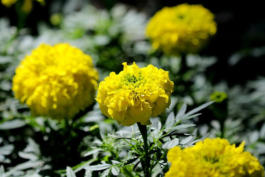 Mexican Marigold, Flowers, Plant, Yellow Flowers, Petals, Bloom, Wildflowers, Leaves, Garden, Nature, Macro
