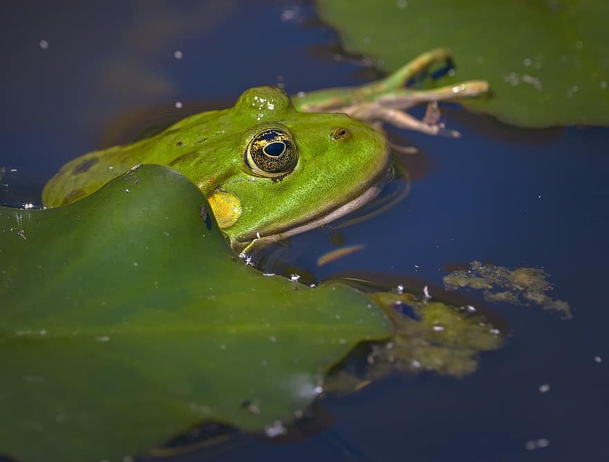 essbarer Frosch, Frosch, Tier, Amphibie, grüner Frosch, Augen, Teich, Wasser, Blätter, Natur