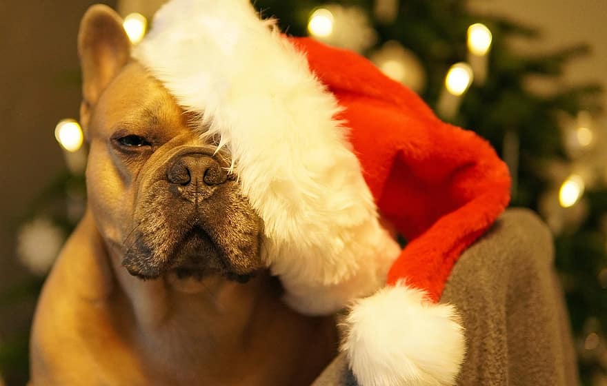 hund, fransk Bulldog, jul, god ferie, trætte, lukkede øjne, santa hat, juletræ, fyrretræ, lykønskningskort, nuttet