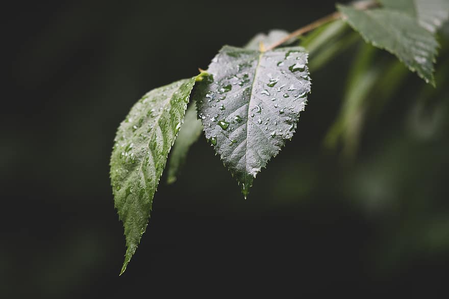 макро, листа, дъжд, мокър, метеорологично време, природа, на открито, зелен, шума, дървета, гора