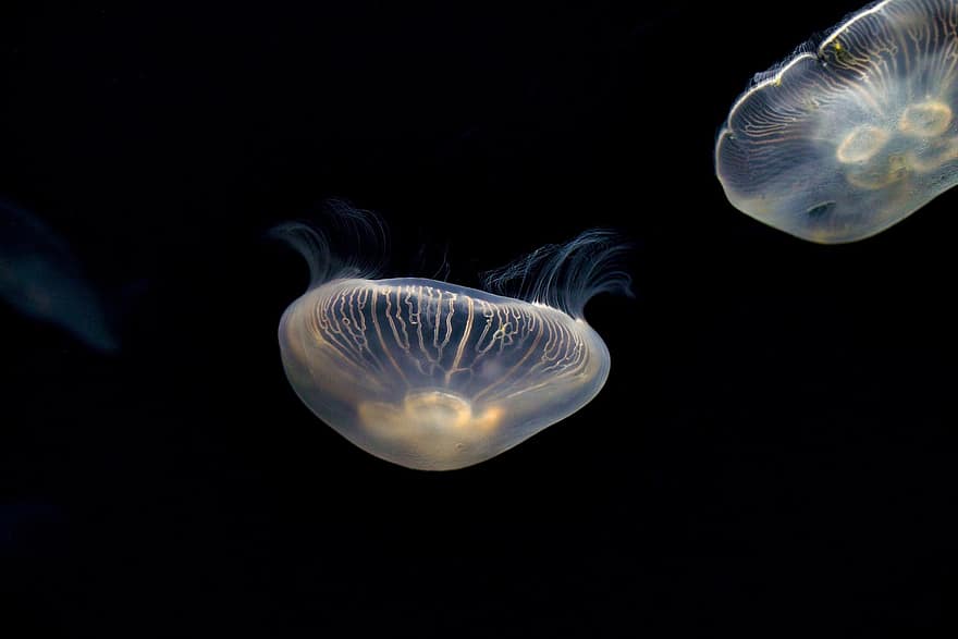 медуза, морские желе, животные, морская жизнь, океанская жизнь, водная жизнь, аквариум, щупальца, ит