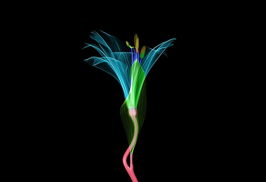 Xray, X-ray, Radiological, Technology, Radiology, Scan, Art, Transparent, Flower, Floral, Blossom