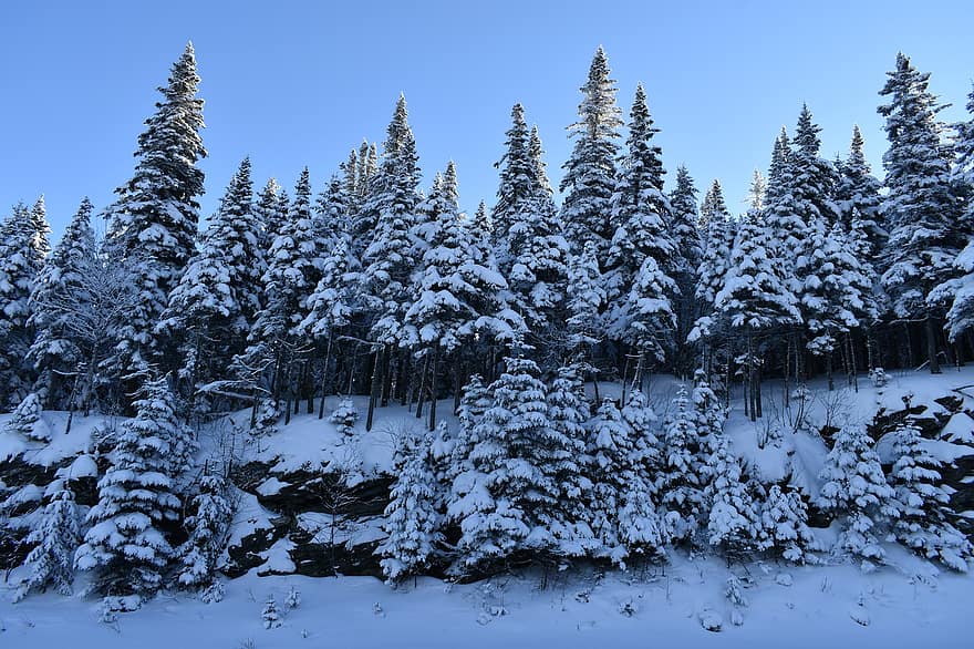 Natura, las, zimowy, drzewa, pora roku, świerk, zimno, śnieg, drzewo, mróz, krajobraz