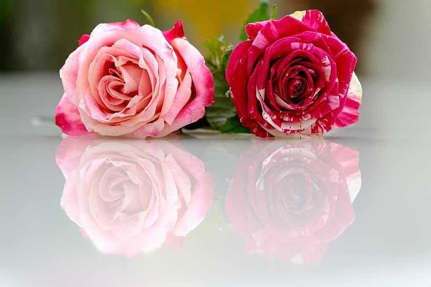 květ, růže, okvětní lístky, milovat, krása, růžový, romantický