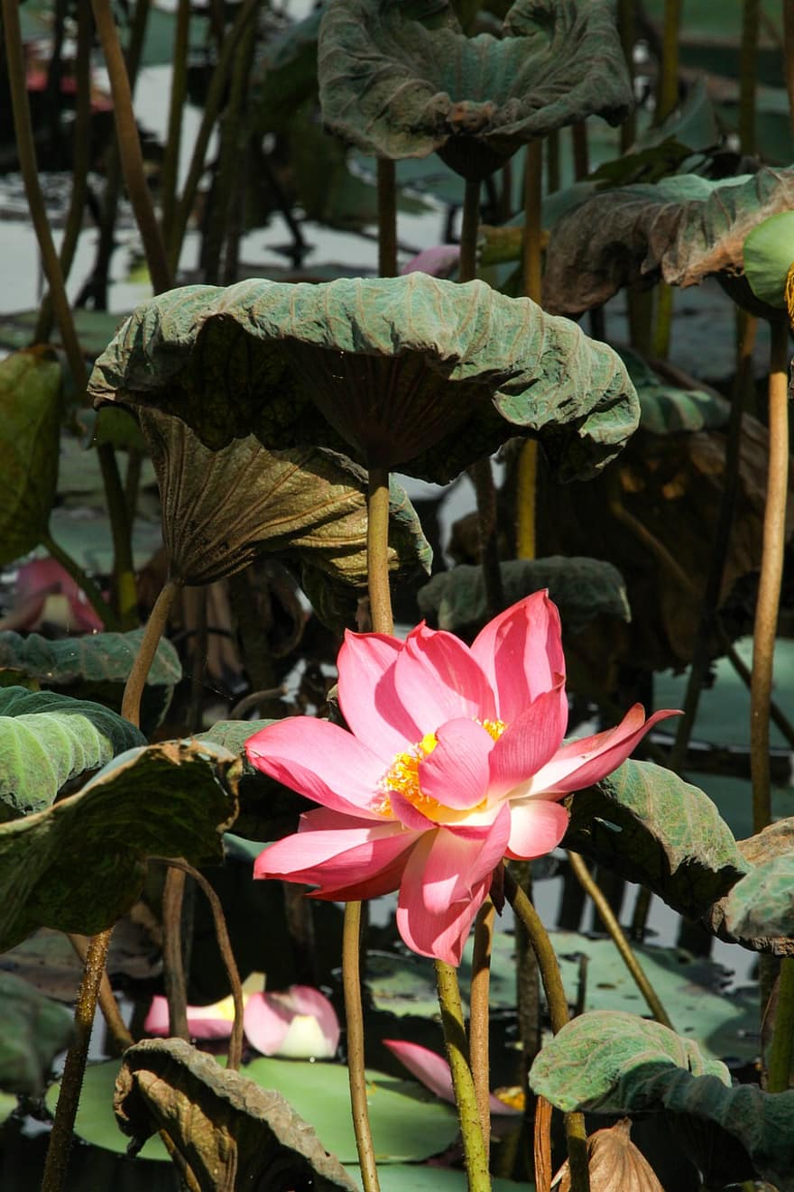 Αγγλικά Lotus, λωτός, ροζ, λιμνούλα, λουλούδι, πράσινο φύλλο, καλοκαίρι, πανεμορφη