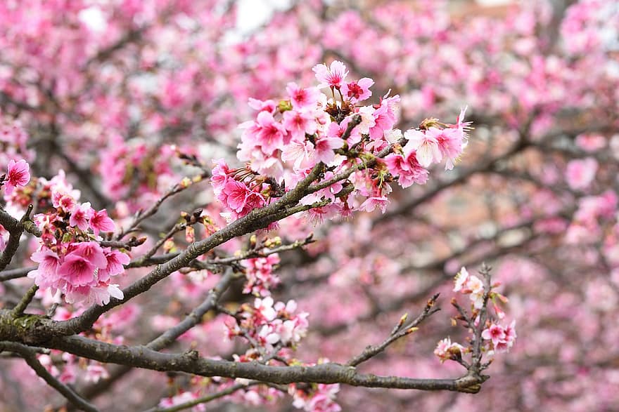 blommor, sakura, cerasus campanulata, körsbärsblom, kronblad, knoppar, gren, springtime, rosa färg, träd, blomma