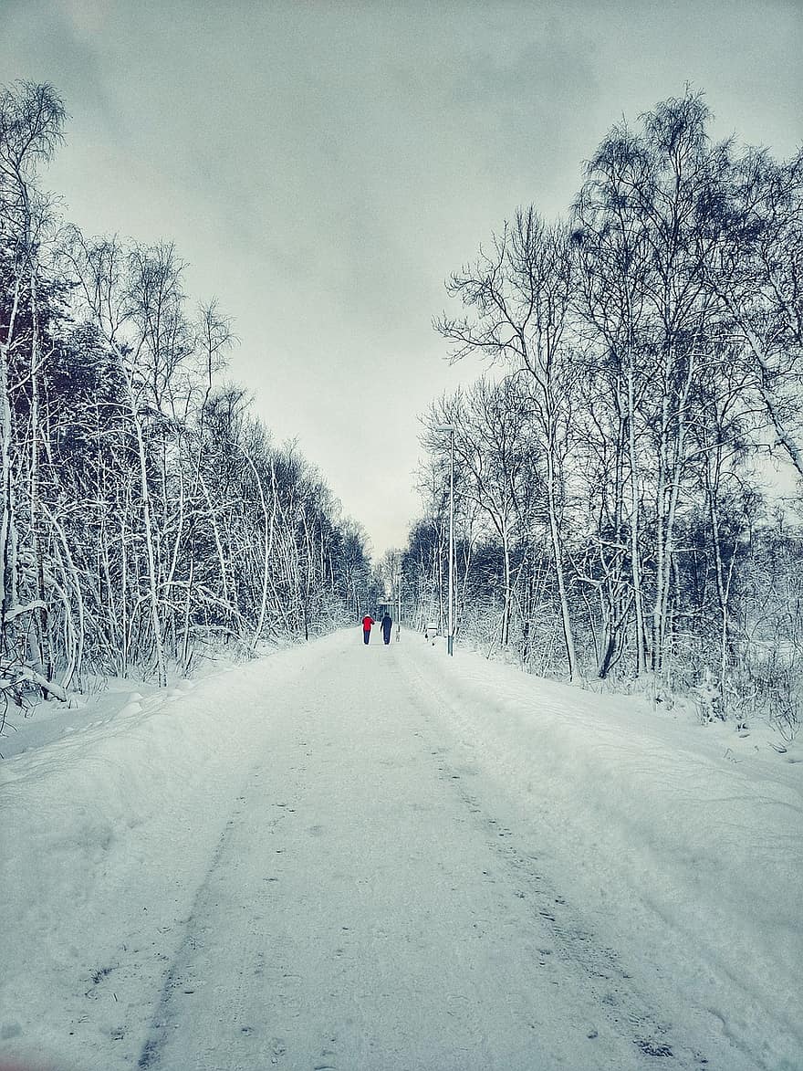 zimowy, śnieg, Droga, ludzie, pieszy, drzewa, aleja, krajobraz, gołe drzewa, na dworze, Estonia