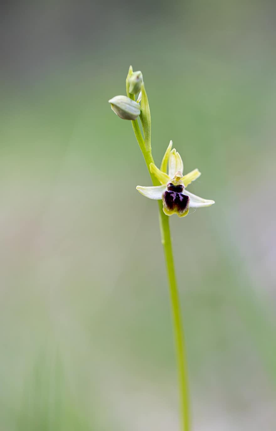 blomma, Spindel Ophrys, natur, orkide, vår, flora