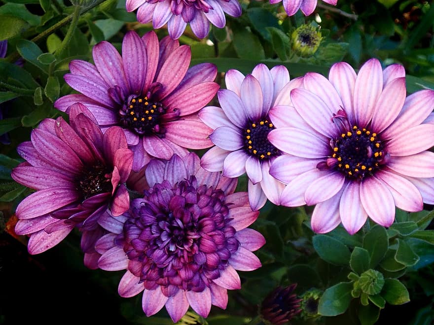 фиолетовые ромашки, фиолетовые цветы, фиолетовые лепестки, цветение, цвести, Флора, цветоводство, садоводство, ботаника, растения, сад