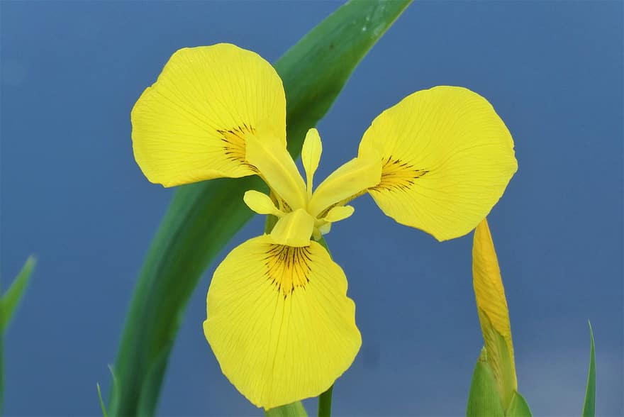 iris pseudacoro, lis amarilla, iris amarillo, flor amarilla, flor, naturaleza, flora, jardín, vegetal, amarillo, de cerca