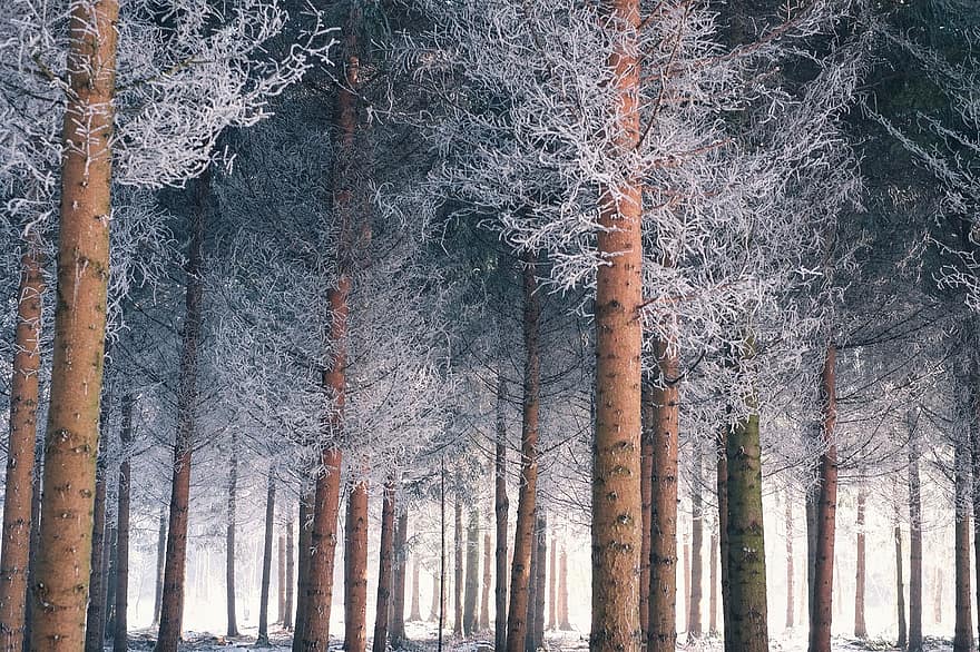 ağaçlar, orman, kış, ormanlık, ağaç gövdeleri, ağaç altındaki çalılık, soğuk, doğa, peyzaj, buz gibi