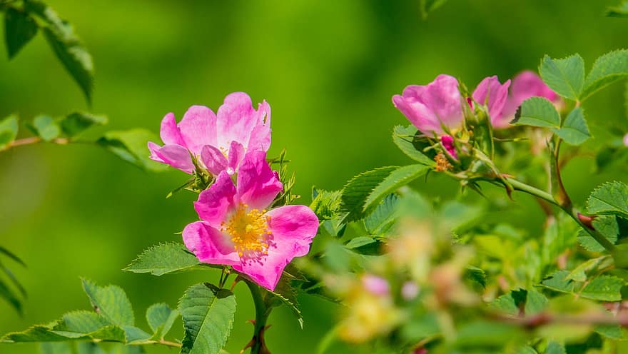 ローズヒップ、野薔薇、花、ピンク、春、咲く、フラワーズ、自然、工場