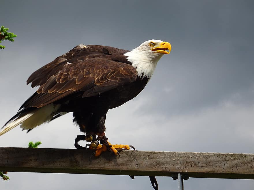 Adler, àguila de cua blanca, raptor, àguila calba, ocell, retrat, escut d’armes d’ocell, animal heràldic, món animal, àguiles calbes
