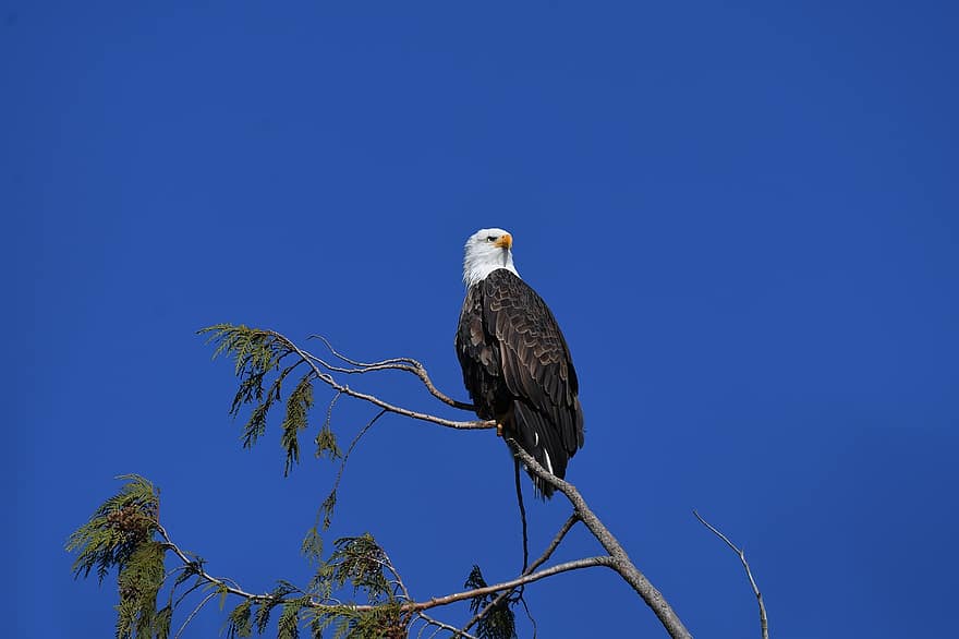 Bald Eagle, Bird, Perched, Perched Bird, Raptor, Bird Of Prey, Feathers, Plumage, Ave, Avian, Ornithology