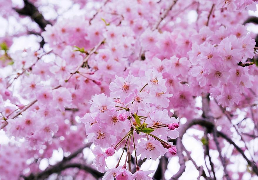 sakura, květiny, třešňové květy, růžové okvětní lístky, okvětní lístky, květ, flóra, jarní květiny, Příroda, jaro, růžová barva