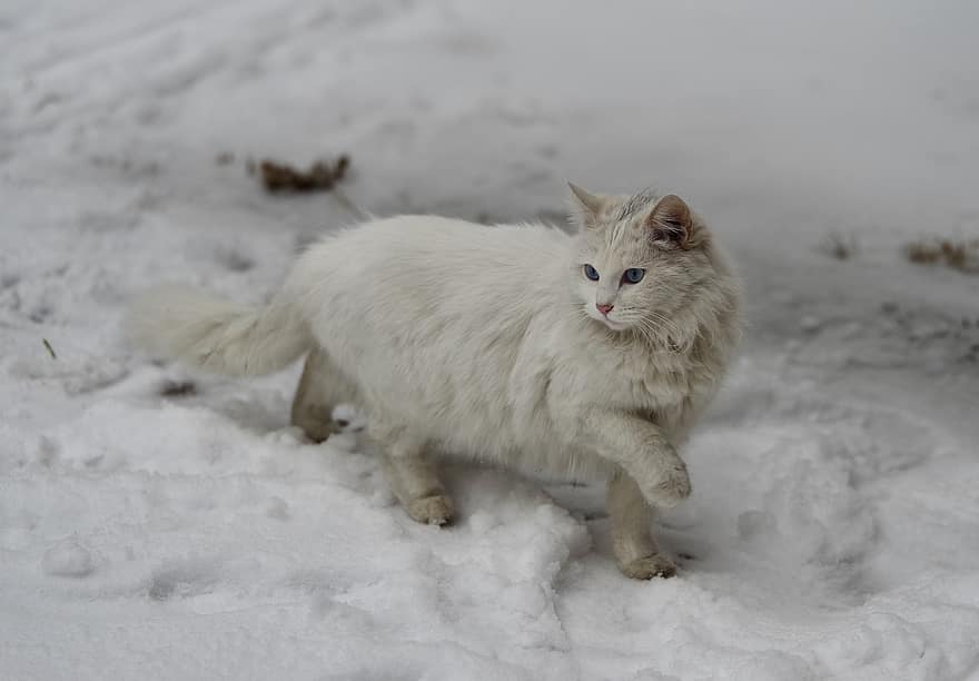 katt, kjæledyr, snø, vinter, dyr, hvit katt, innenlands, feline, pattedyr, søt, husdyr