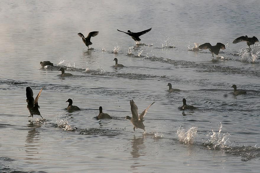 ptáků, let, lom, voda, zvířata ve volné přírodě, létající, zobák, Pírko, kachna, vodní pták, rybník