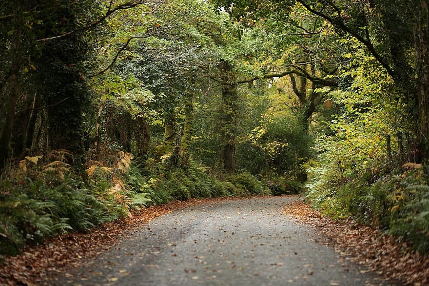 la carretera, bosque, arboles, bosques, hojas caídas, otoño, naturaleza, paisaje, al aire libre, escénico, viaje