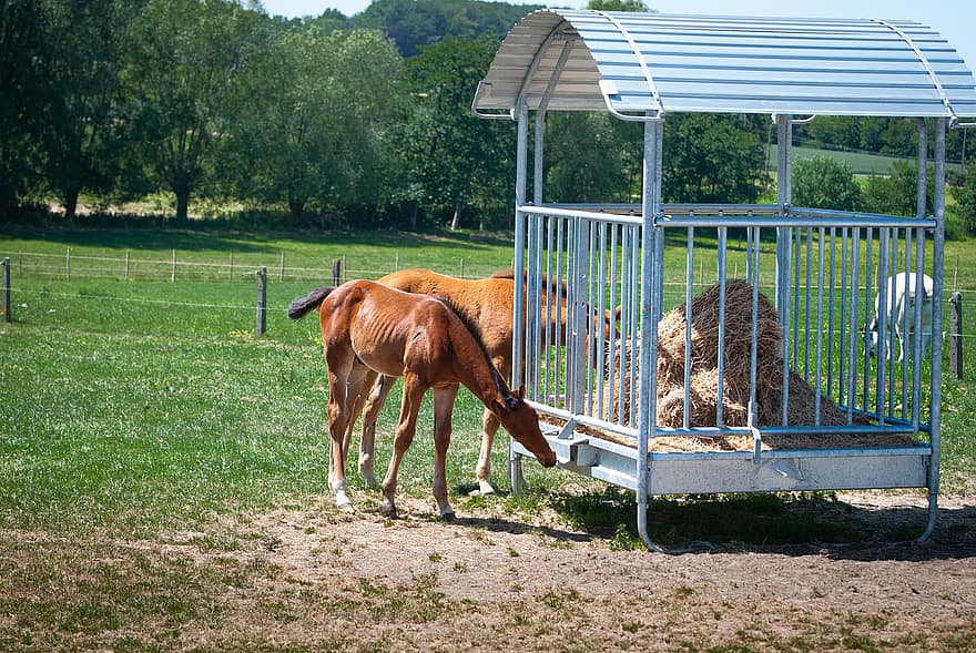 Horse, Foal, Stallion, Mare, Pasture, Equine, Mammal, Mount, Brown Foal, Countryside, Farm Animal