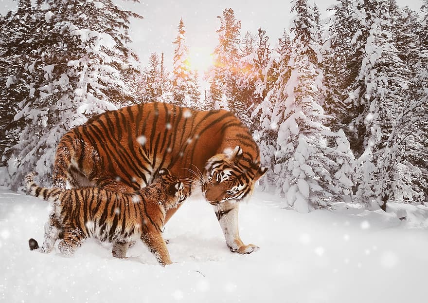 호랑이, 육식 동물, 큰 고양이, 고양이, 위험한, 시베리아 호랑이, 생물, 줄무늬가있는, 겨울, 눈, 경치