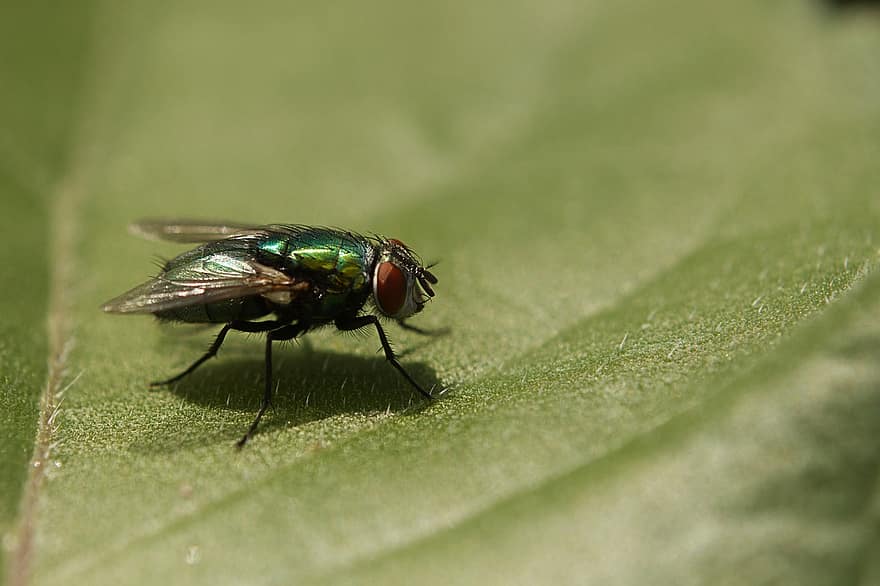 flyga, insekt, blad, gemensam grön flaska fluga, goldfliege, växt, natur, närbild, makro, grön färg, husfluga