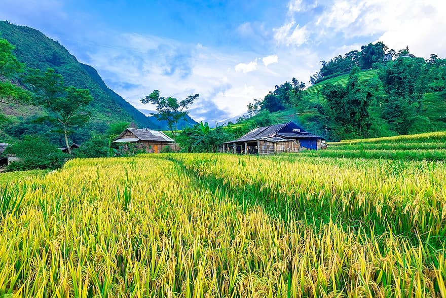 paisaje, arroz, campo, cultivo, granja, tierras de cultivo, plantación, hierba, follaje, montaña, rural