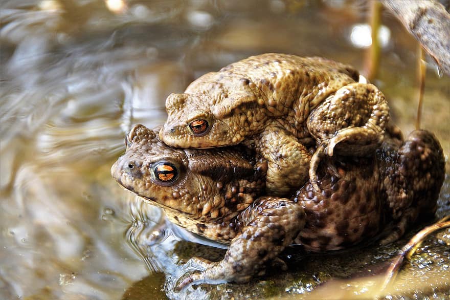 Toads, Animals, Mating, Frogs, Amphibians, Wildlife, Water, Pond, Nature