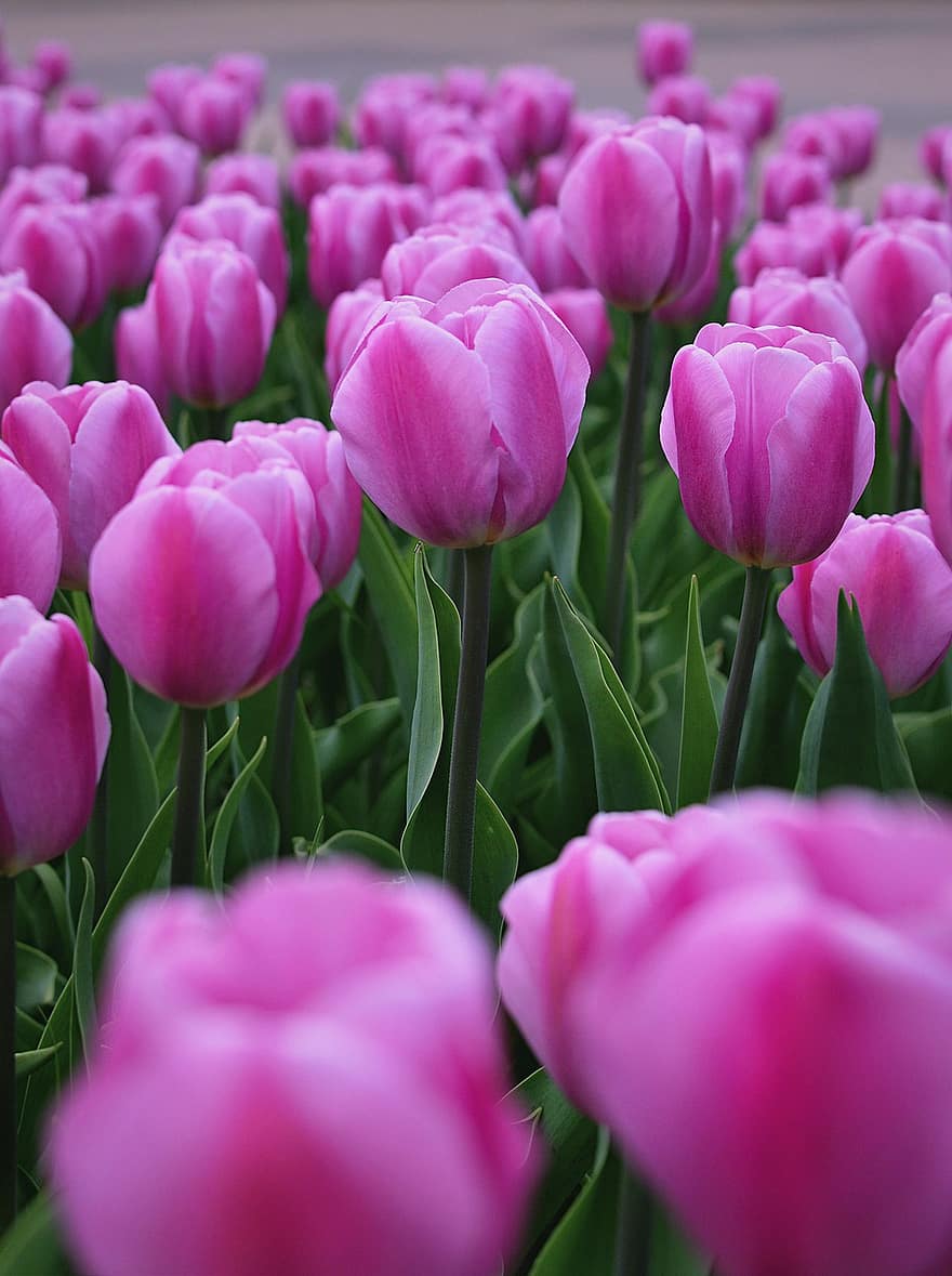 tulipány, květiny, pole, růžové květy, okvětní lístky, růžové okvětní lístky, květ, flóra, rostlin, Příroda, tulipán