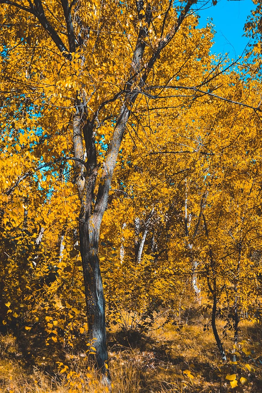 mežs, rudenī, Krievija, koks, dzeltens, lapas, sezonā, filiāle, daudzkrāsains, augu, dinamiskas krāsas