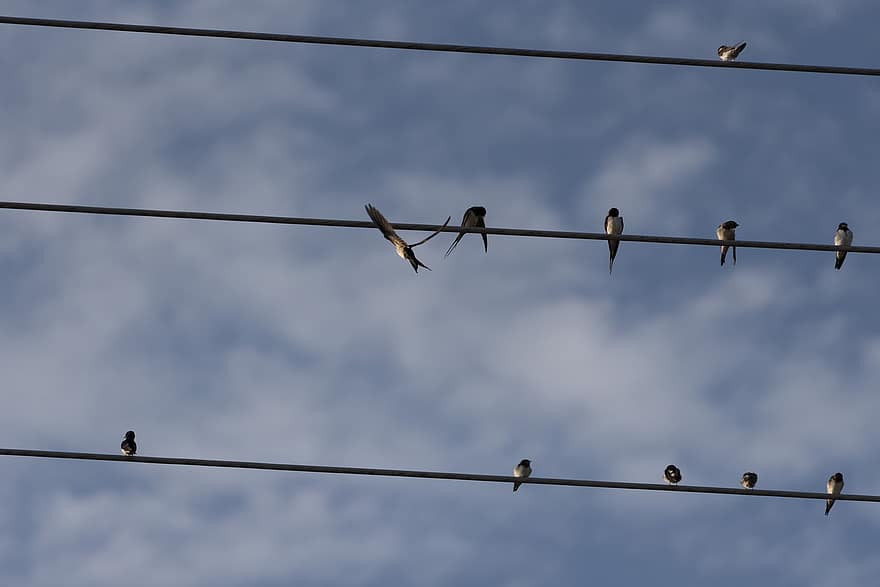 Typical Swallows, Birds, Cables, Sky, Flock, Swallows, Animals, Wildlife, Perched, Migration, Electrical Cables